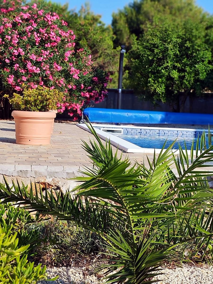 Oleander a palma pri bazéne