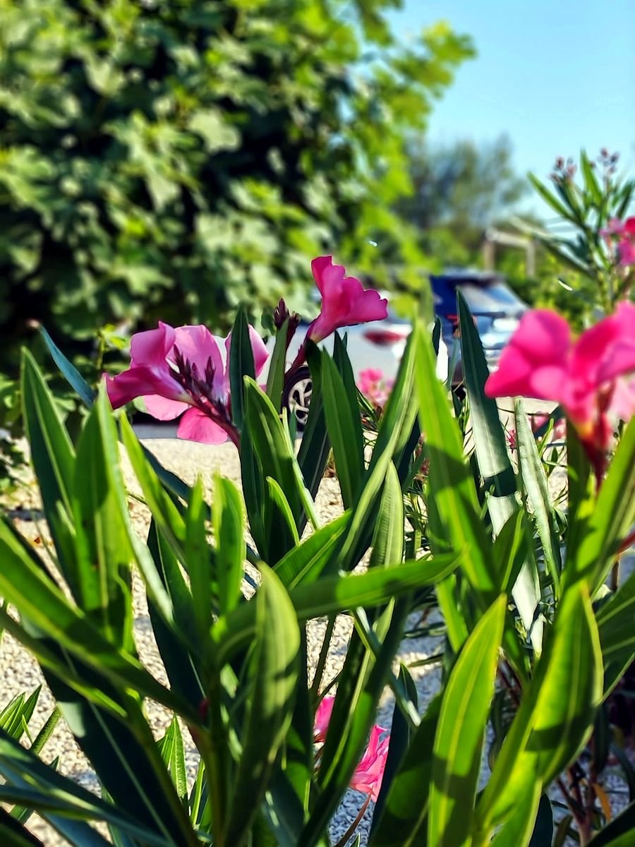 Kvitnúci oleander v záhrade vily